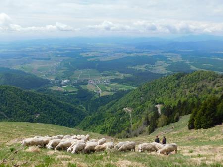 Paša na Zaplati (maj 2021)